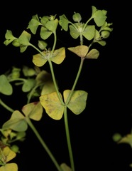 Euphorbia tetrapora