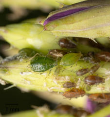 Myzus persicae