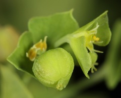 Euphorbia tetrapora