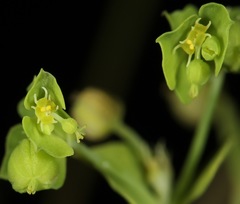 Euphorbia tetrapora