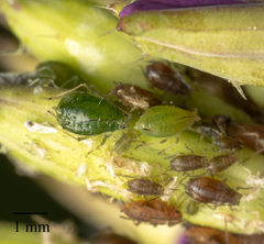 Myzus persicae