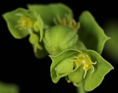 Euphorbia tetrapora