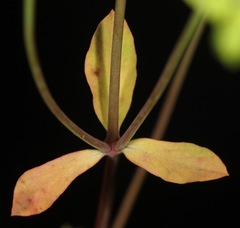 Euphorbia tetrapora