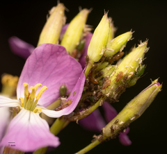 Myzus persicae