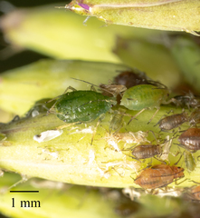 Myzus persicae
