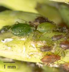 Myzus persicae