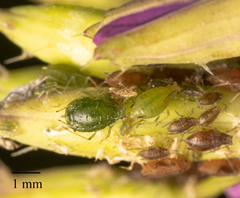 Myzus persicae