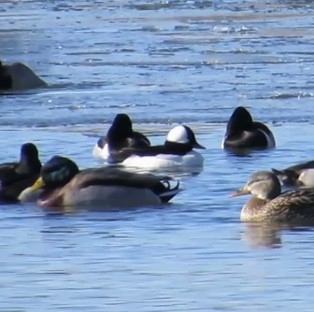Bufflehead photographed in Kansas