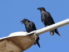 Fan-Tailed Raven photo 2