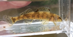 Etheostoma histrio