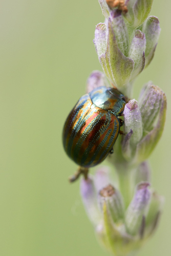 Chrysolina americana