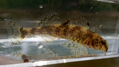 Etheostoma histrio