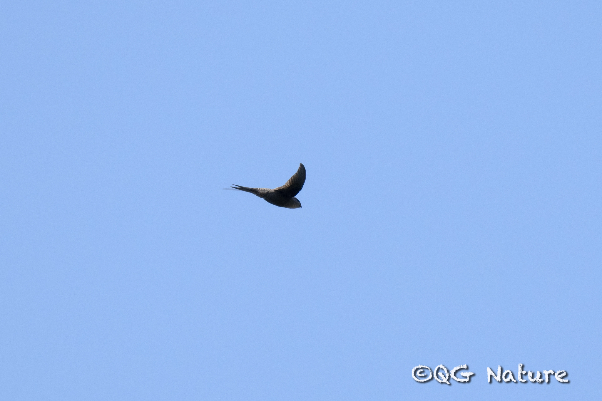 Asian Palm Swift