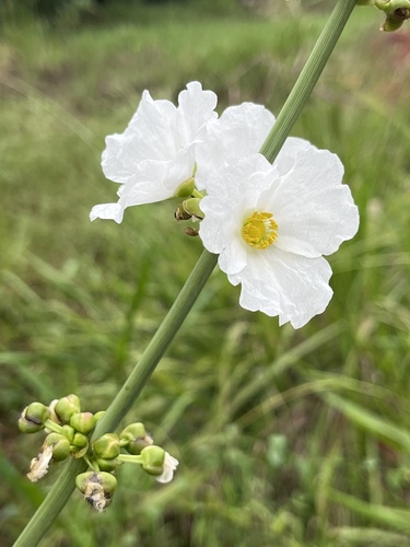 Foto de Amazônia