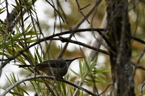Tacazze Sunbird (Nectarinia tacazze)