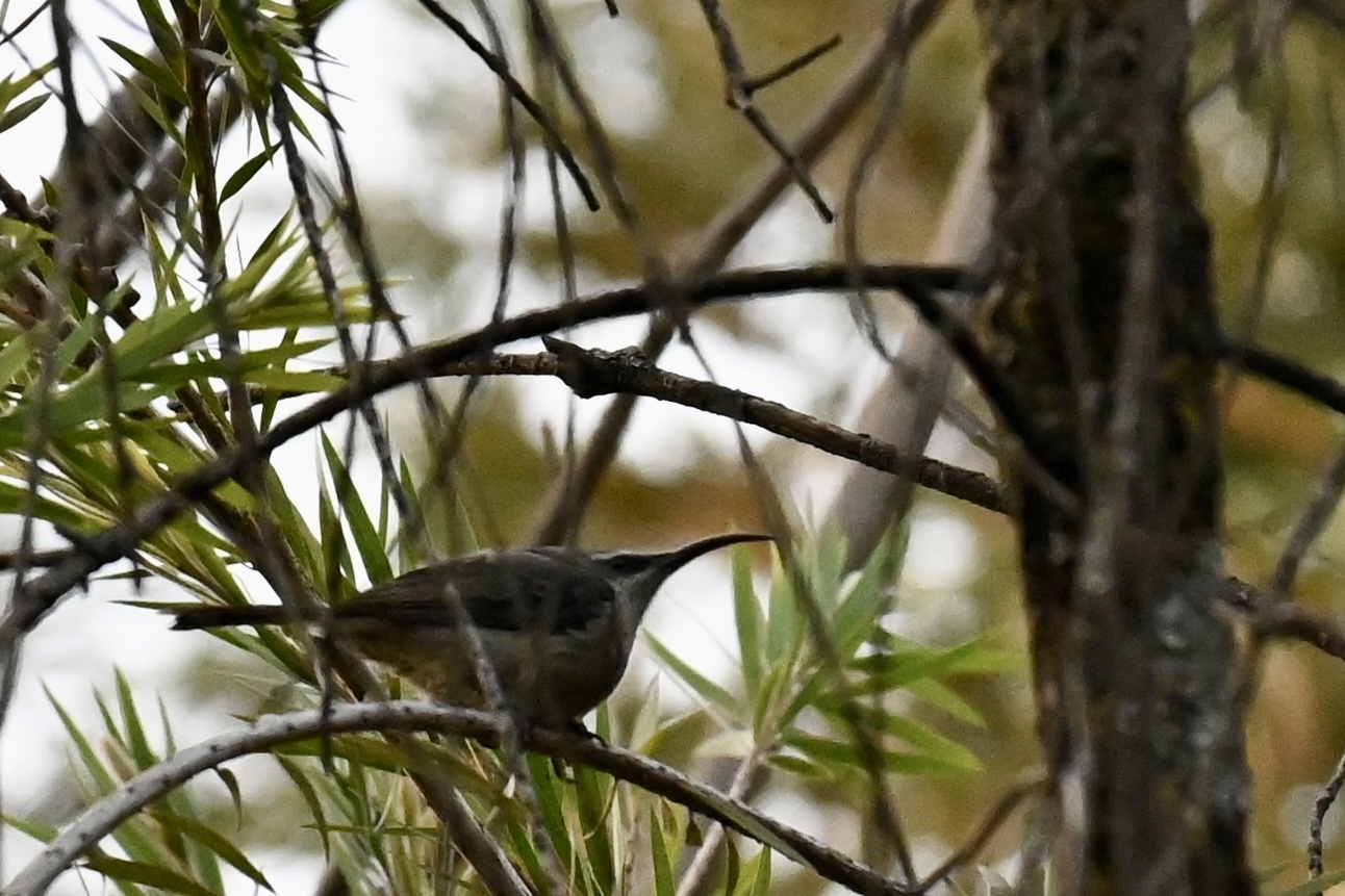 Tacazze Sunbird (Nectarinia tacazze), photo 1