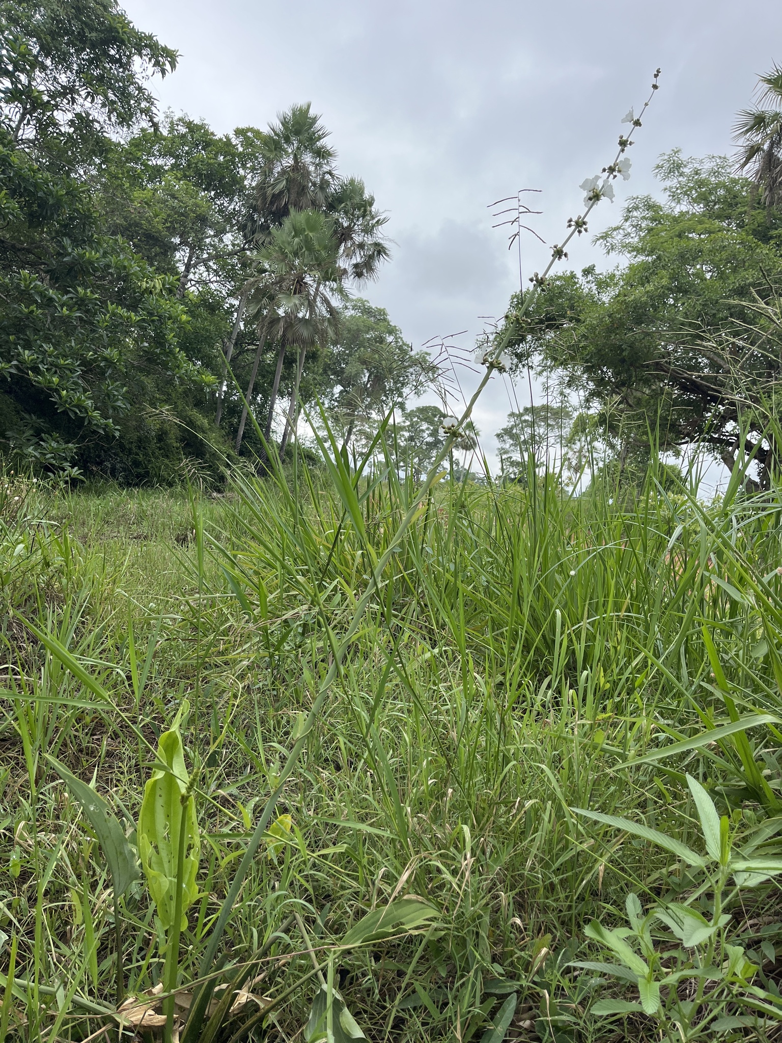 Imagem de Amazônia