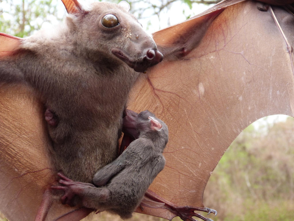 Hammer-headed fruit bat (Bats of Guinea) · iNaturalist