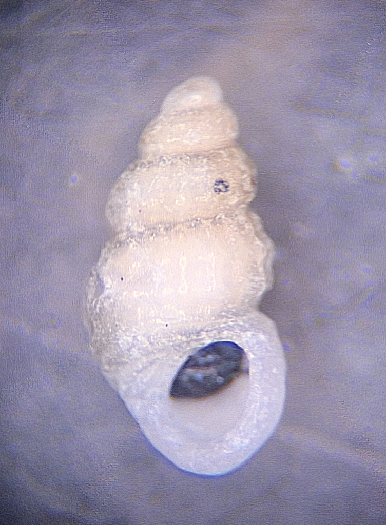 Simulamerelina caribaea
