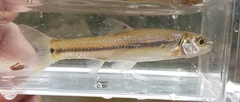 Bullhead Minnow photo 4