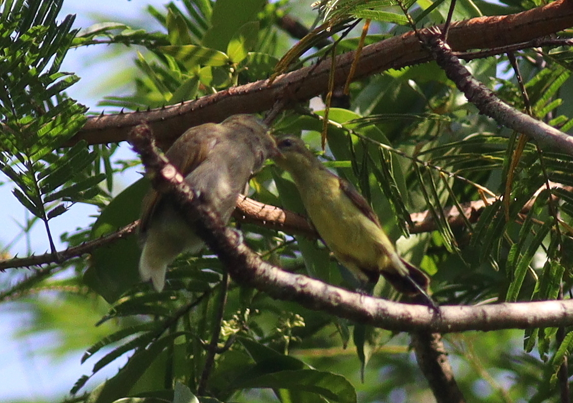 Cassin's Honeybird (Prodotiscus insignis), photo 2