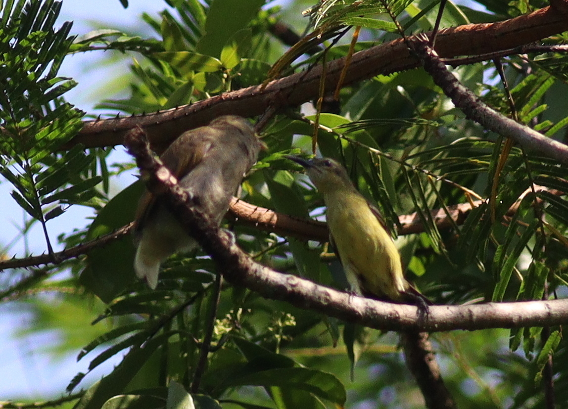 Cassin's Honeybird (Prodotiscus insignis), photo 3