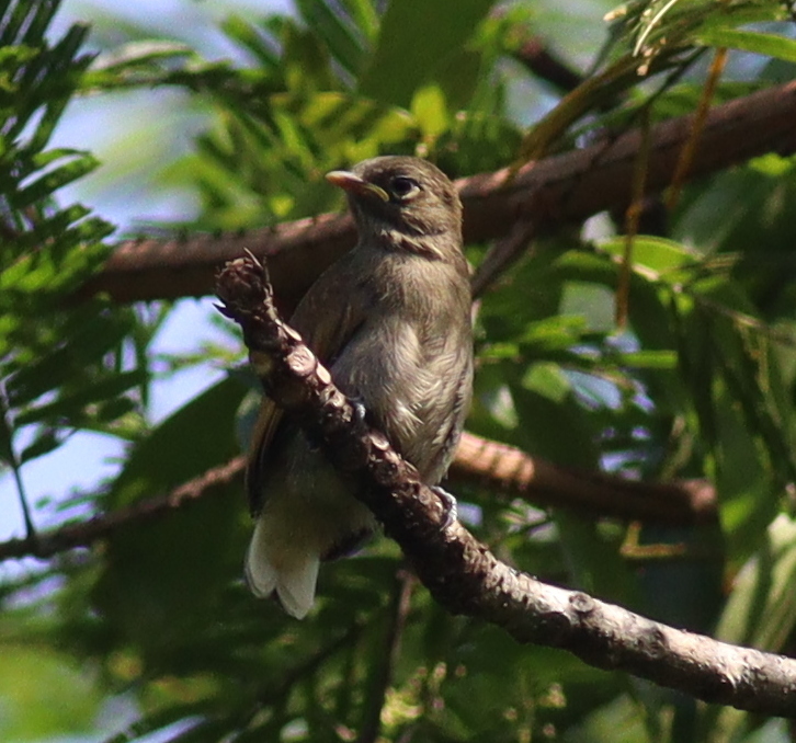 Cassin's Honeybird (Prodotiscus insignis), photo 4
