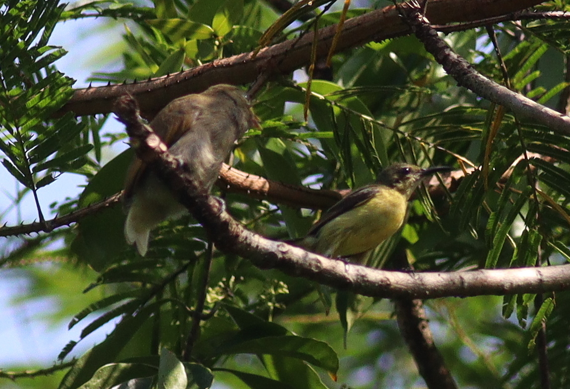 Cassin's Honeybird (Prodotiscus insignis), photo 5