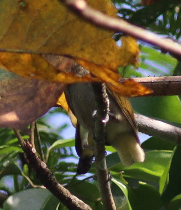 Cassin's Honeybird (Prodotiscus insignis), photo 6