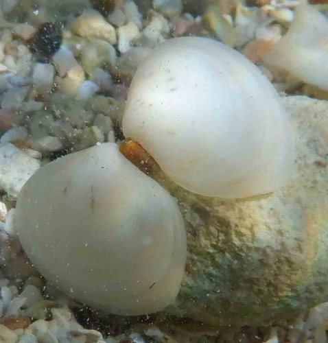 Heterodonax bimaculatus observed 2024-01-03
