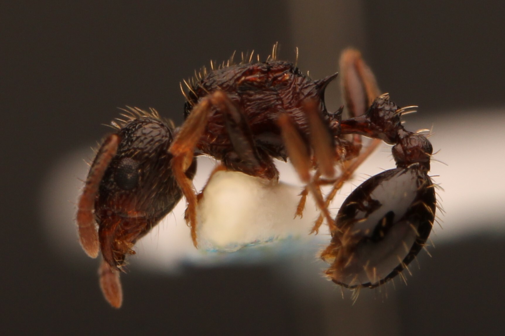 Tetramorium lucayanum