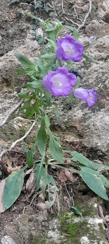 Campânula