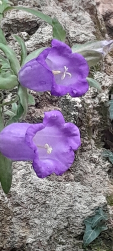 Foto de Campânula