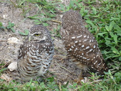 Athene cunicularia floridana