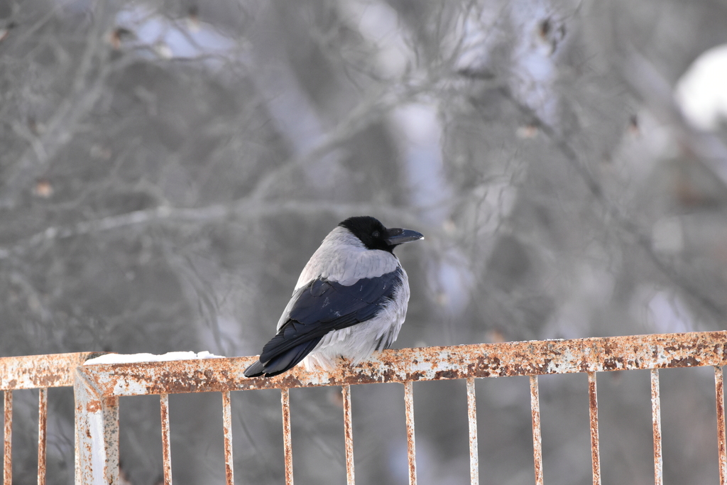 January Crow Hooded Crow from Ленинский р-н, Самара, Самарская обл., Россия on ...