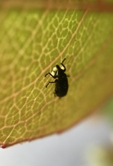 Magdalis barbicornis