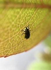 Magdalis barbicornis