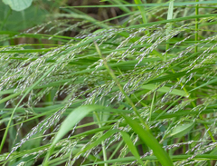 Poaceae