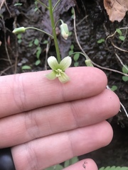 Cardamine diphylla