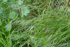 Poaceae
