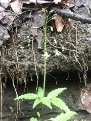 Cardamine diphylla