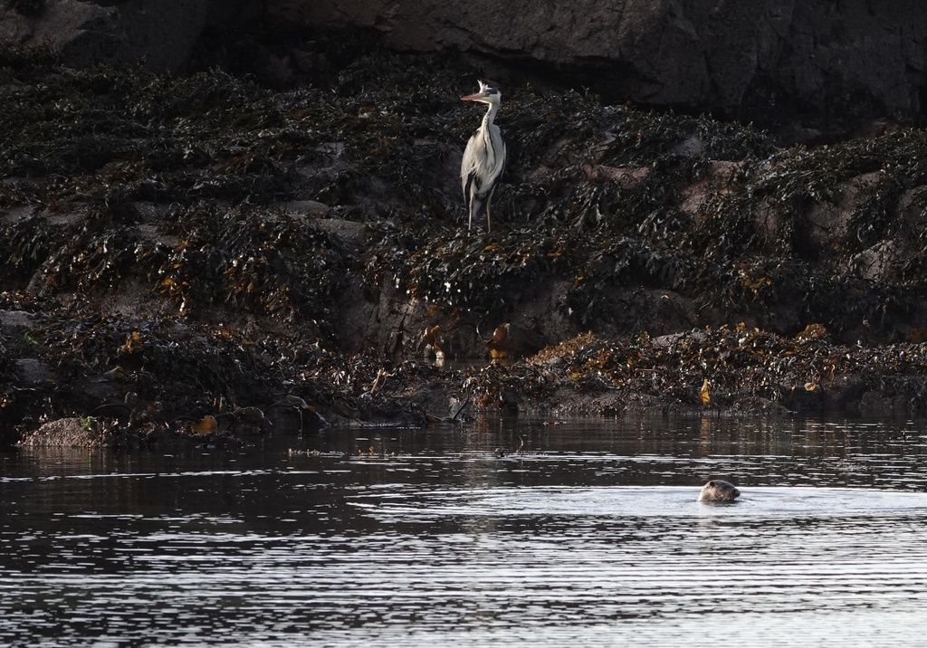 Eurasian Otter In January 2024 By Wsrg37 INaturalist   Large 