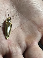 Semiotus ligneus image