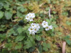 Trigonotis formosana elevatovenosa