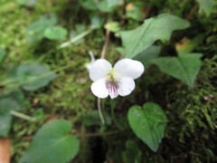 Viola adenothrix