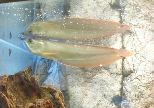 Arwana Silver
