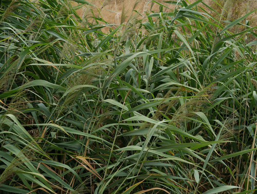 common reed