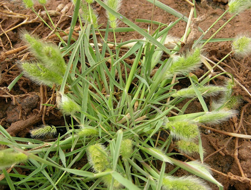 rabbitfoot grass
