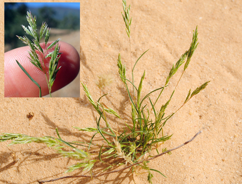 common Mediterranean grass
