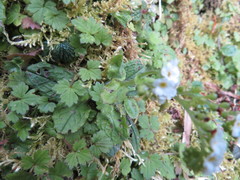 Trigonotis formosana elevatovenosa